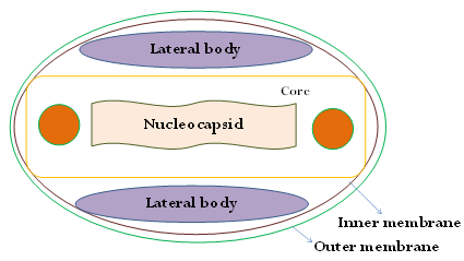 Figure 1: Structure of Monkeypox