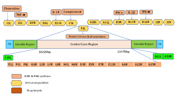 Figure 2: Genome Structure & Potential antiviral targets of MPXV