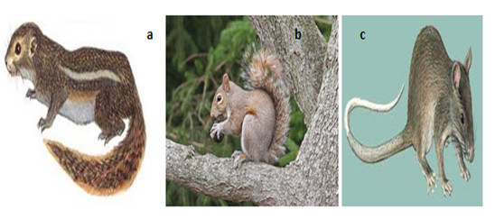 Figure 3: a. Rope squerrel, b. Tree squirrel, c. Gambian pouched rat