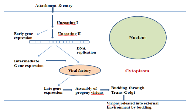 Figure 5: Viral replication