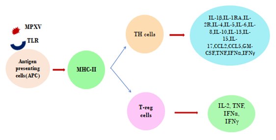 Figure 6: Mechanism of innate immunity