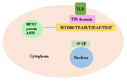 Figure 7: Immune evasion